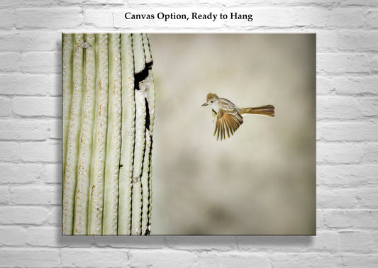 Desert Flycatcher in Flight Wall Art with Cactus – Tucson Arizona