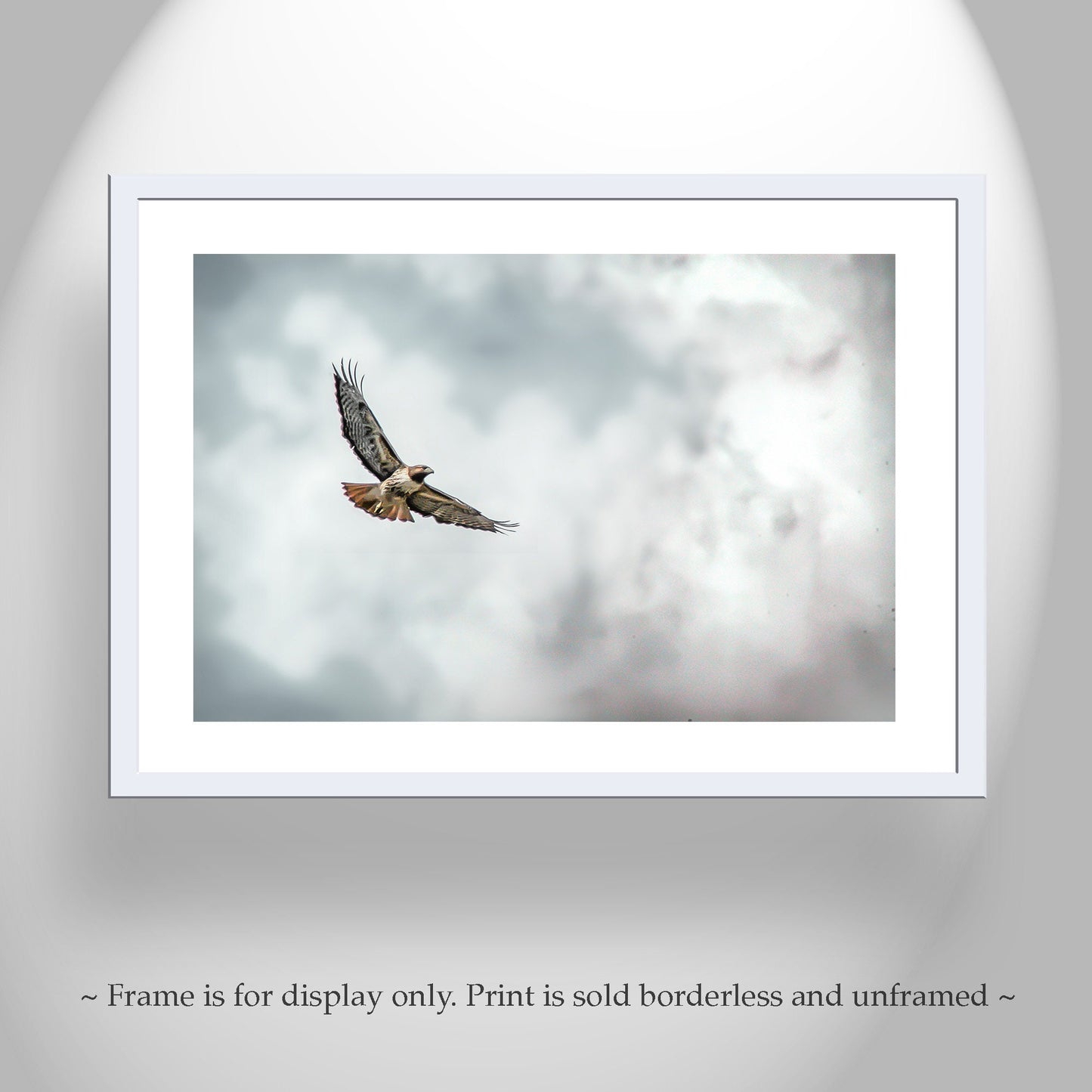 Red Tailed Hawk Wildlife Fine Art | Bird in Flight Art Print