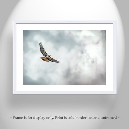 Red Tailed Hawk Wildlife Fine Art | Bird in Flight Art Print