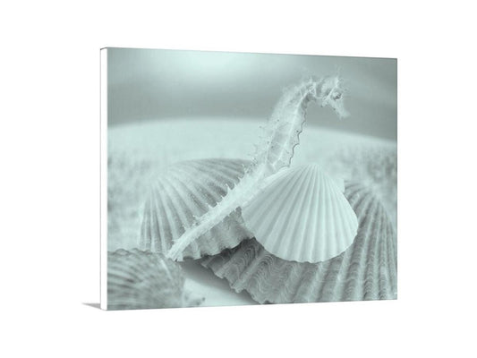 Bathroom Wall Decor with Seahorse | Surreal Seashell Art Photo