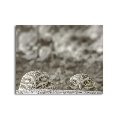 Burrowing Owl Wall Art – Tucson Arizona Wildlife Bird Photo Print