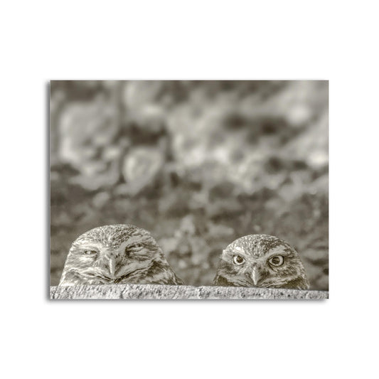 Burrowing Owl Wall Art – Tucson Arizona Wildlife Bird Photo Print