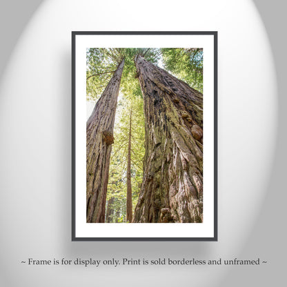 Big Basin Santa Cruz Redwood Forest Art – Vertical Tree Photo