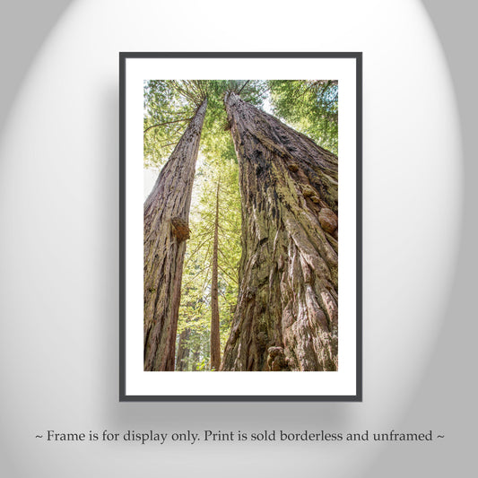 Big Basin Santa Cruz Redwood Forest Art – Vertical Tree Photo