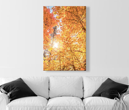 Fall Forest Fine Artwork with Autumn Leaves in Santa Catalina Mountains