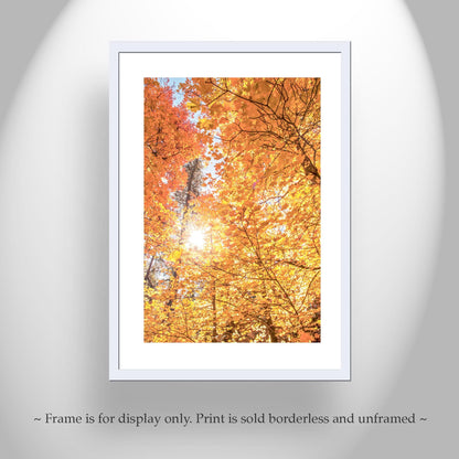 Fall Forest Fine Artwork with Autumn Leaves in Santa Catalina Mountains