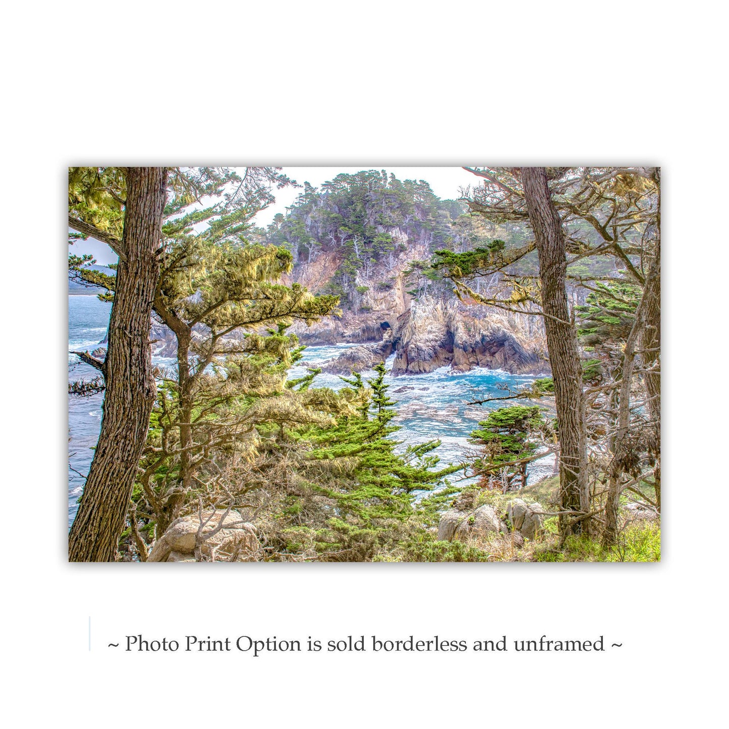Point Lobos Art Print – Carmel by the Sea Monterey Cypress Trees