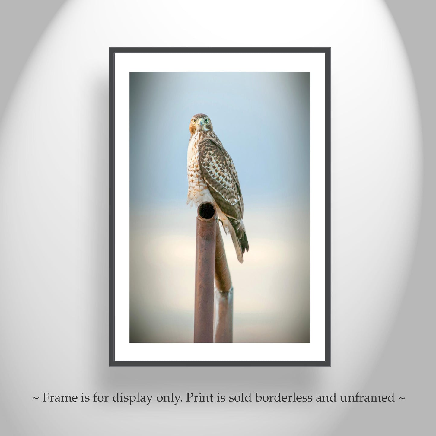 Red Tail Hawk Bird – Fine Art Wildlife Print from Tucson Arizona