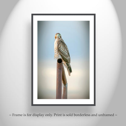 Red Tail Hawk Bird – Fine Art Wildlife Print from Tucson Arizona