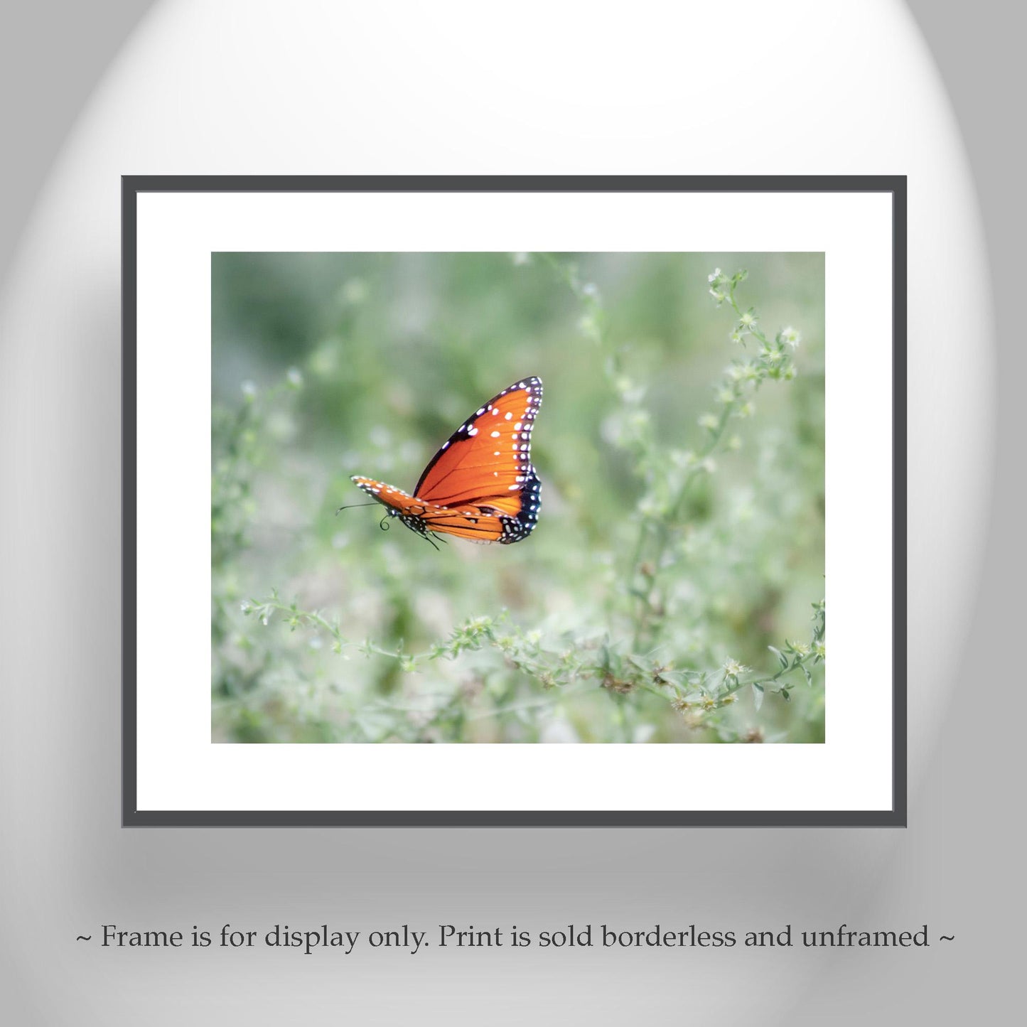Queen Butterfly in Flight – Arizona Insect Nature Wall Art