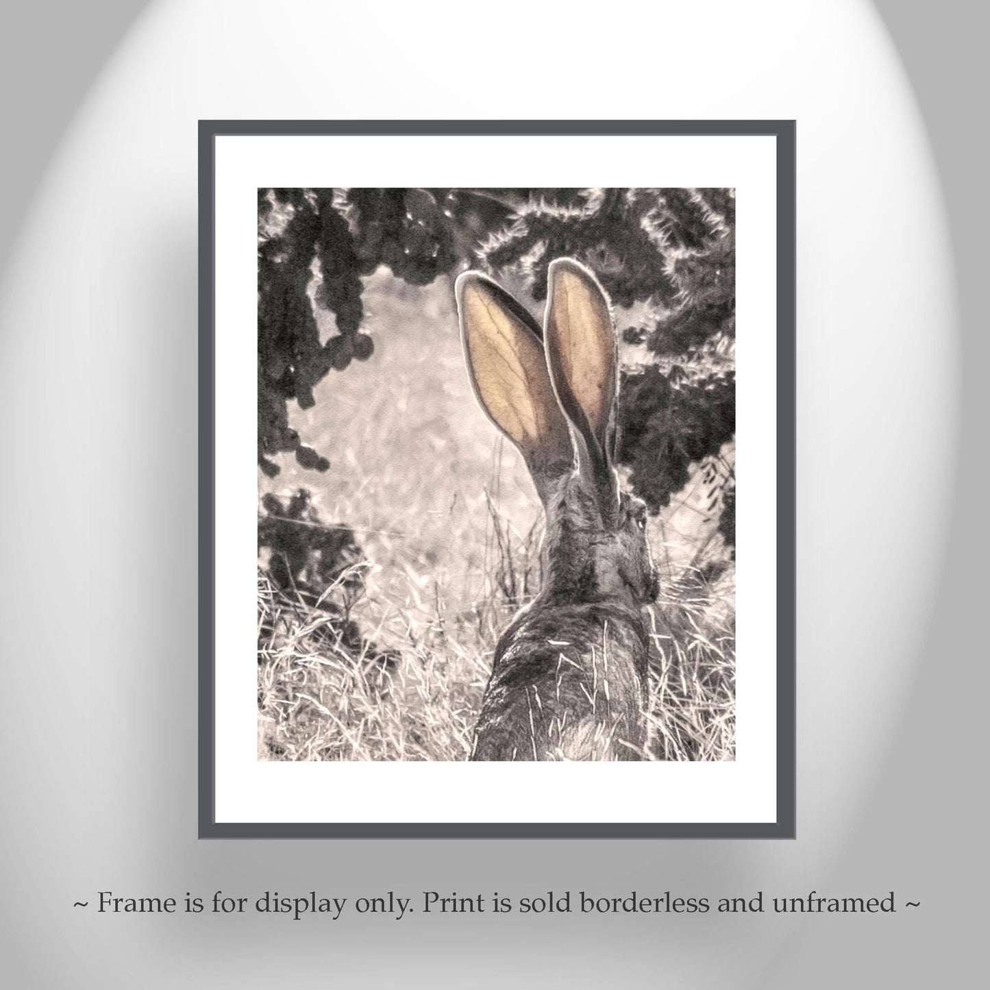 Desert Jackrabbit Art Print | Arizona Wildlife Art | Cholla Cactus