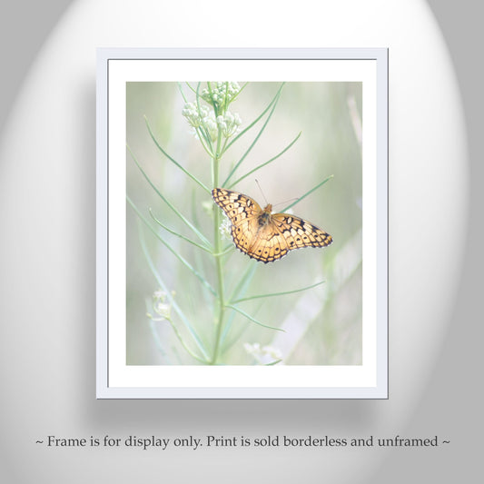 Golden Fritillary Butterfly on Milkweed – Elegant Insect Wall Art