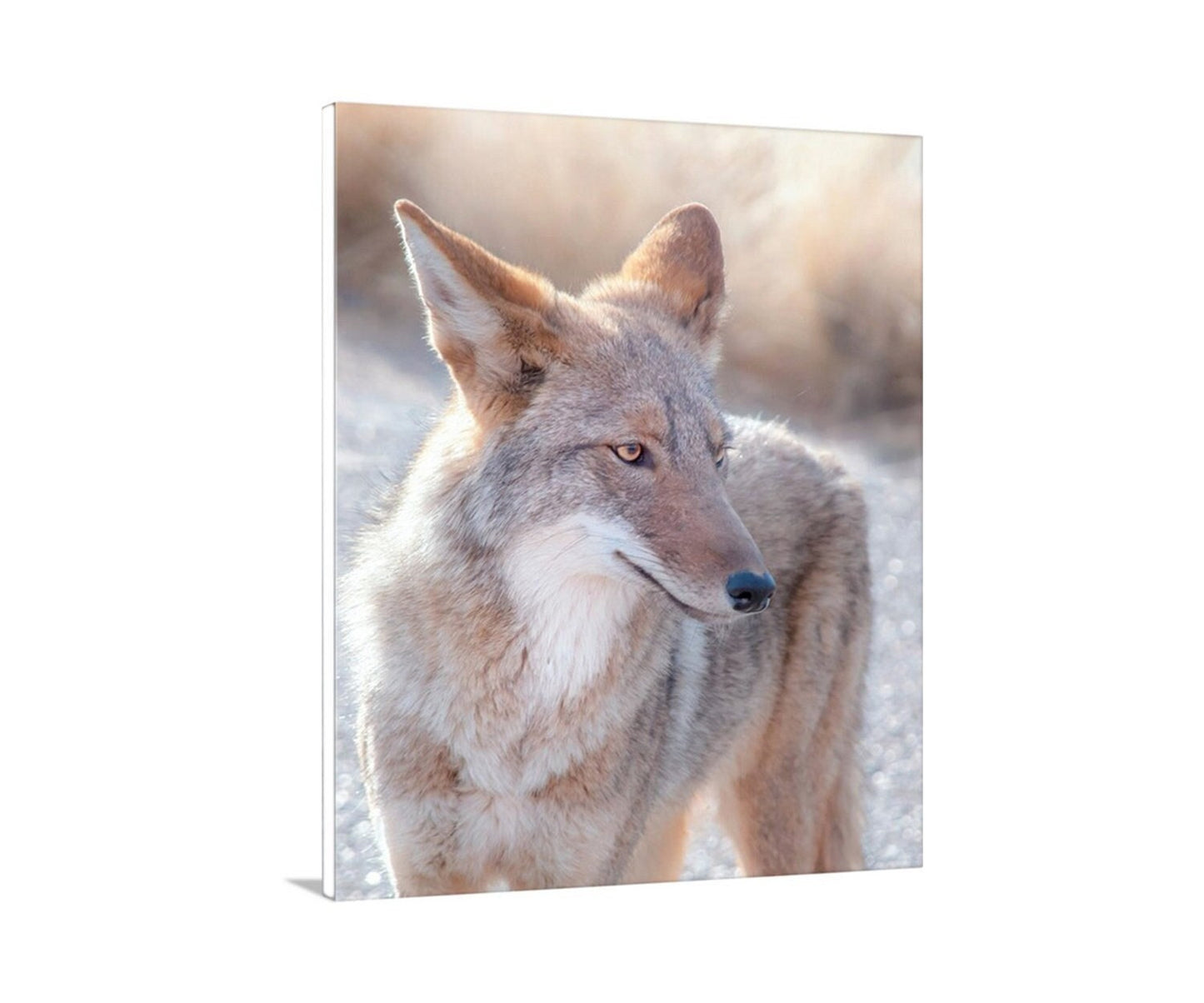 Coyote Picture in Tucson Arizona Desert