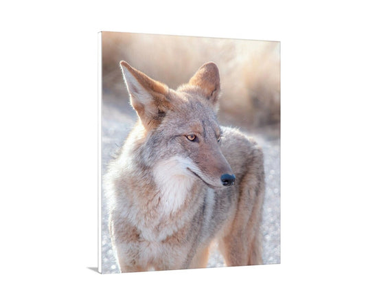 Coyote Picture in Tucson Arizona Desert