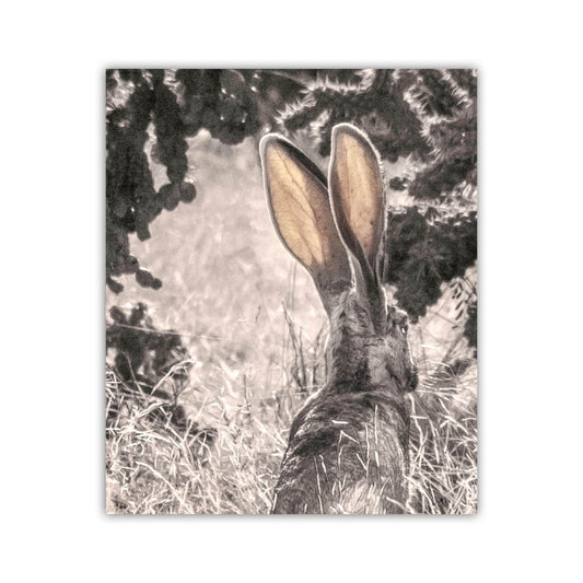 Desert Jackrabbit Art Print | Arizona Wildlife Art | Cholla Cactus