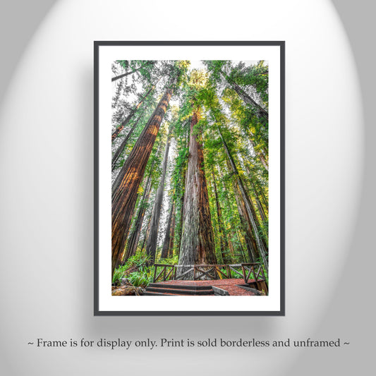 Stout Grove Artwork Print – Jedediah Smith Redwoods Decor | Vertical Art