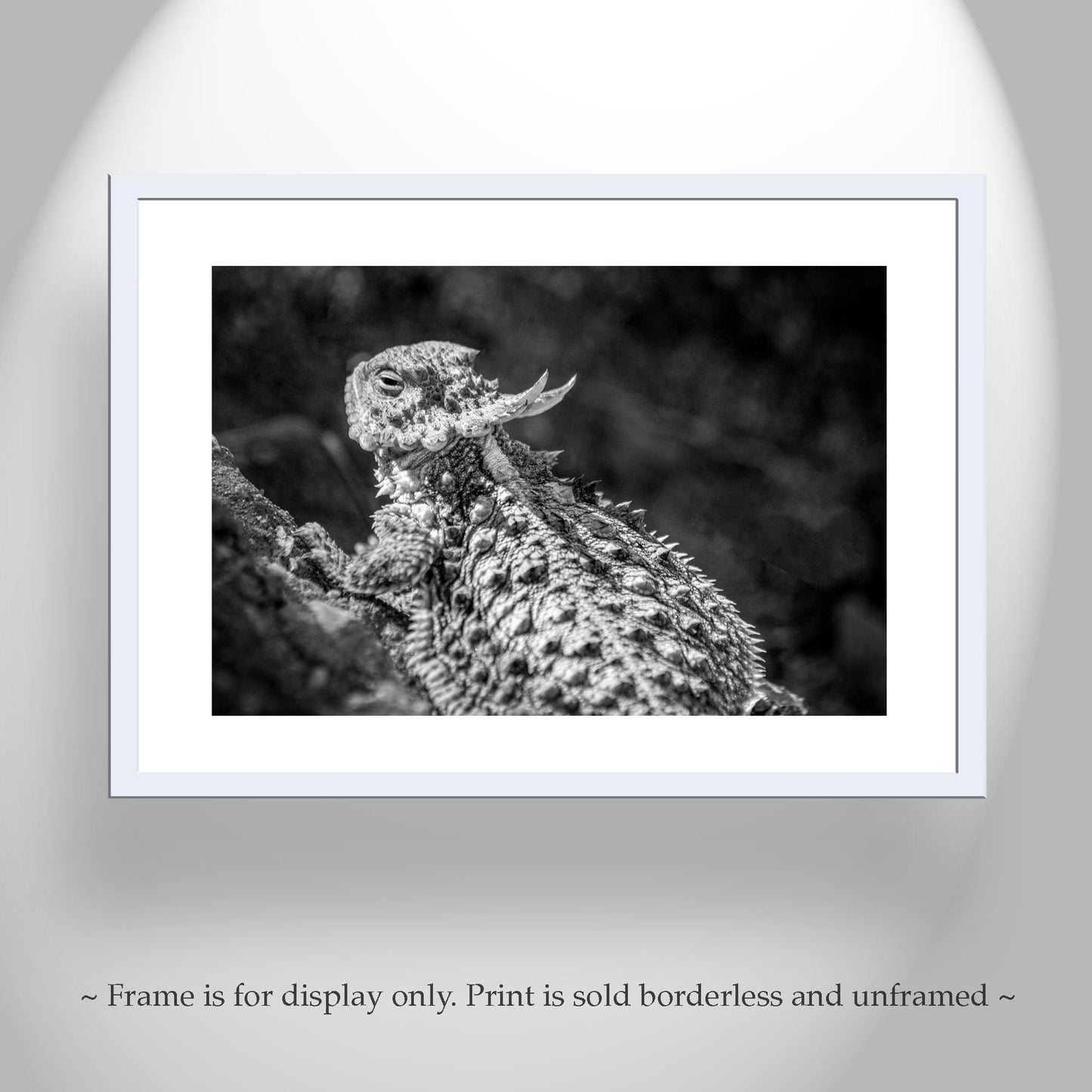 Horned Frog Art Print | Black & White Arizona Desert Reptile Art