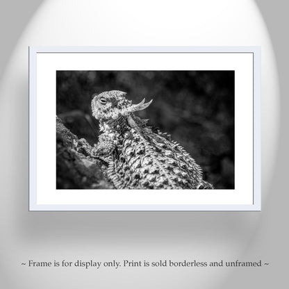 Horned Frog Art Print | Black & White Arizona Desert Reptile Art