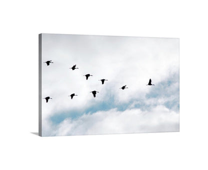 Sandhill Crane Birds in Flight Art Print | Avian Fine Art Gift