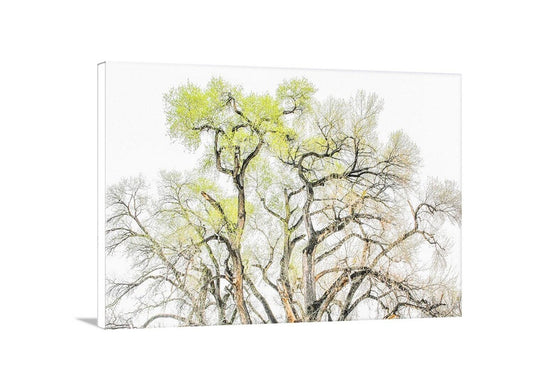 Cottonwood Tree Fine Art Print – Tucson Arizona Nature Wall Decor