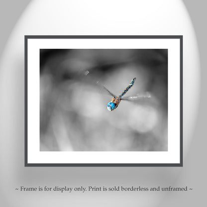Flying Dragonfly Print | Black and White Insect Fine Art