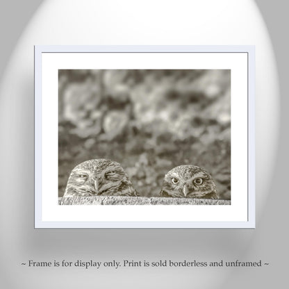Burrowing Owl Wall Art – Tucson Arizona Wildlife Bird Photo Print