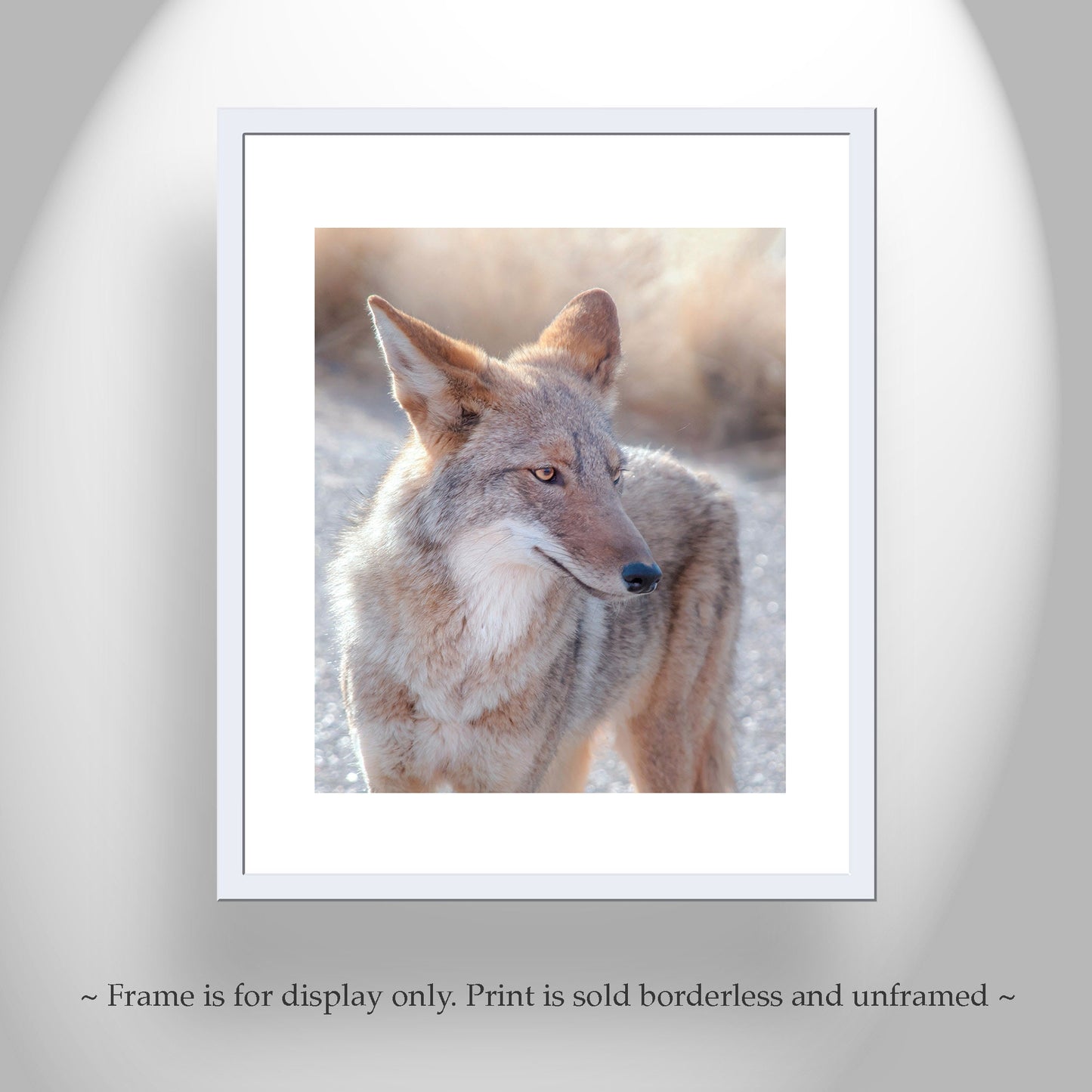 Coyote Picture in Tucson Arizona Desert