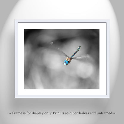 Flying Dragonfly Print | Black and White Insect Fine Art