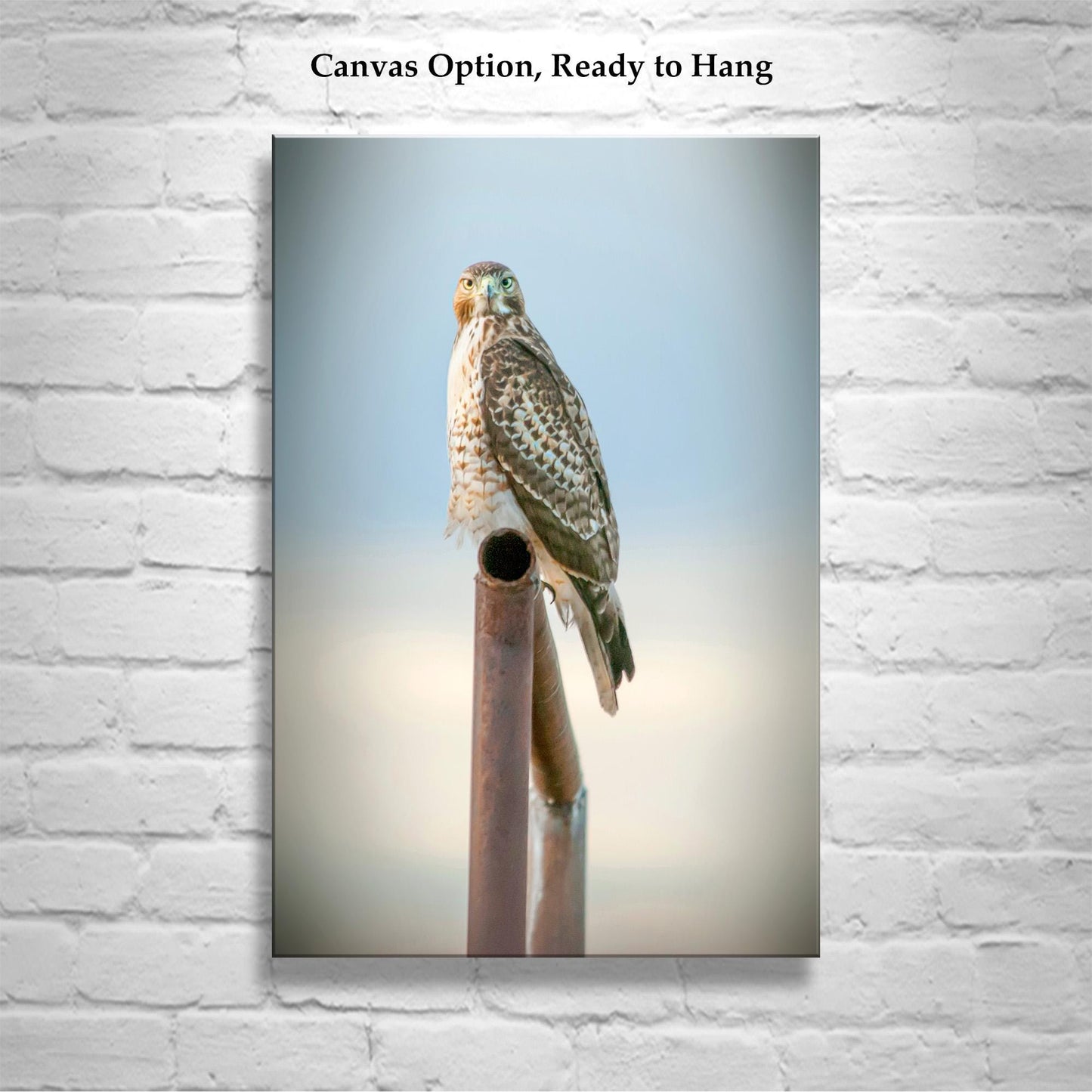 Red Tail Hawk Bird – Fine Art Wildlife Print from Tucson Arizona