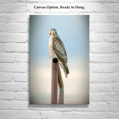 Red Tail Hawk Bird – Fine Art Wildlife Print from Tucson Arizona
