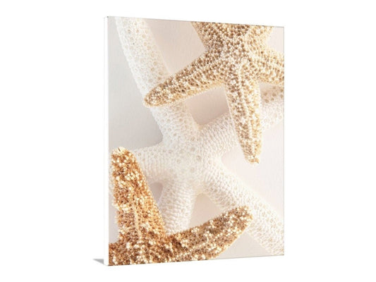 Starfish Seashells Still LIfe Art as Bathroom Wall Decor