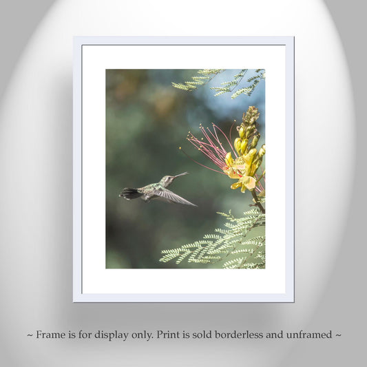 Hummingbird Artwork Art Print with Bird in Flight | Tucson Arizona Birds