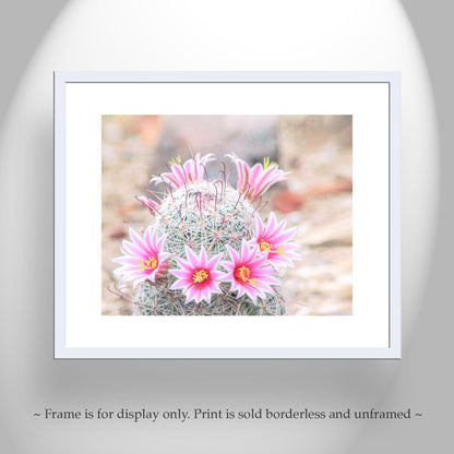 Pink Cactus Flower Art Print | Tucson Desert Botanical Wall Decor