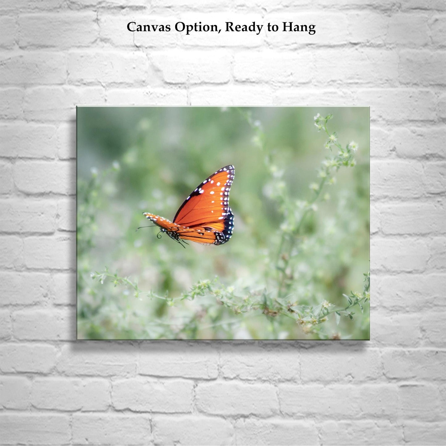 Queen Butterfly in Flight – Arizona Insect Nature Wall Art