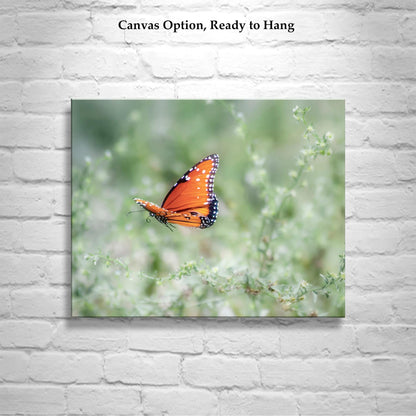 Queen Butterfly in Flight – Arizona Insect Nature Wall Art
