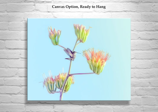Hummingbird Artwork on Spring Arizona Desert Agave