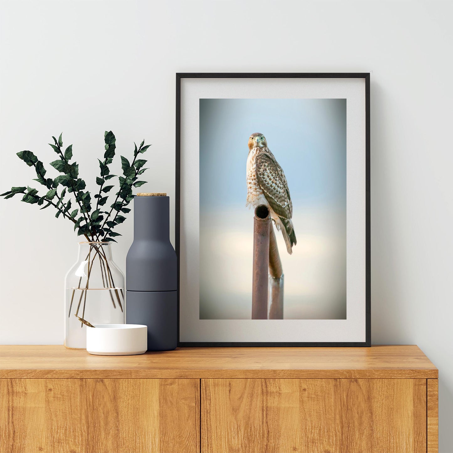 Red Tail Hawk Bird – Fine Art Wildlife Print from Tucson Arizona
