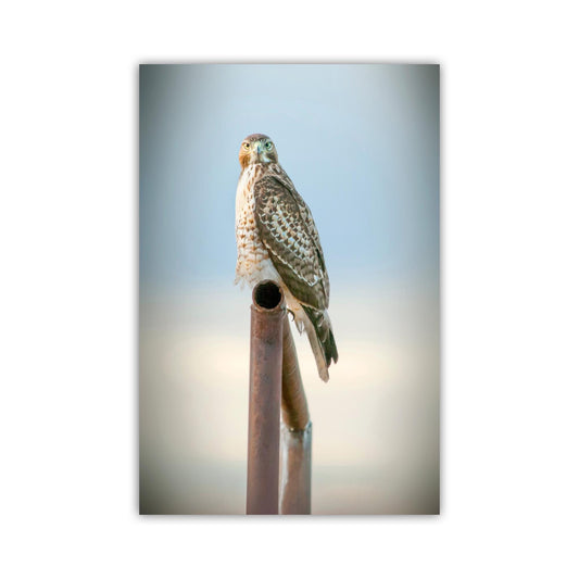 Red Tail Hawk Bird – Fine Art Wildlife Print from Tucson Arizona