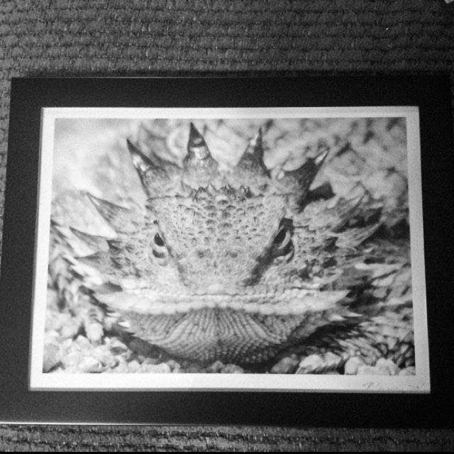 Horned Lizard Art Print in Black and White