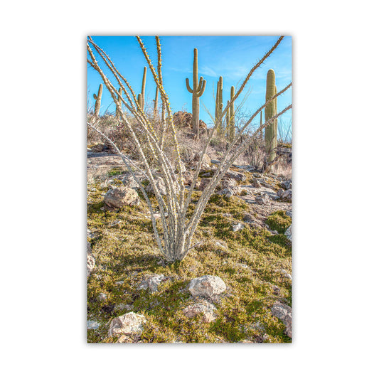Ocotillo and Saguaro Cactus Landscape in Spring | Arizona Desert Art