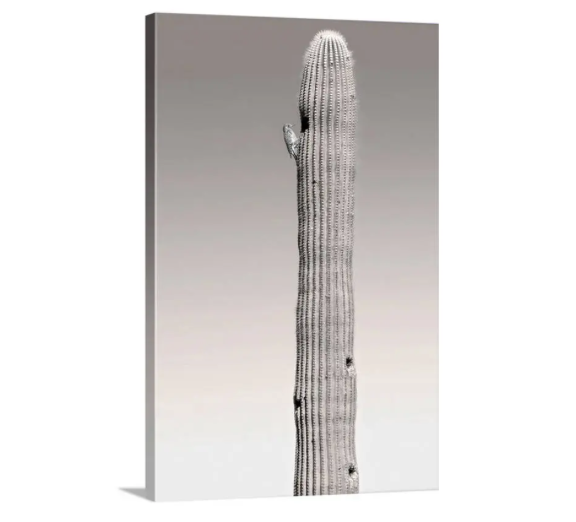 Woodpecker on Saguaro Cactus - Arizona Desert Bird Wall Art Print