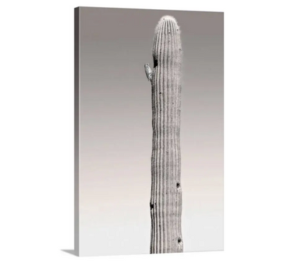 Woodpecker on Saguaro Cactus - Arizona Desert Bird Wall Art Print
