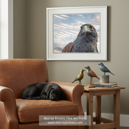 Hawk Art by Murray Bolesta!