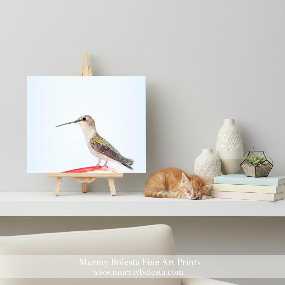 Hummingbird Art by Murray Bolesta! A framed-style art print showing a hummingbird on a white background, displayed on a small wooden easel on a shelf. A sleeping orange cat rests beside stacked books and decorative vases.