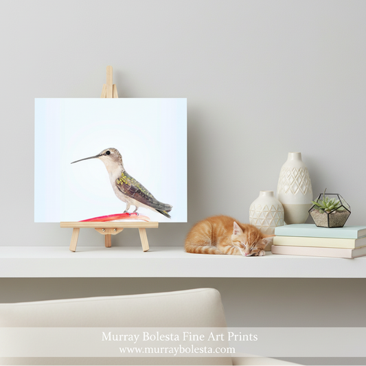 Hummingbird Art by Murray Bolesta! A framed-style art print showing a hummingbird on a white background, displayed on a small wooden easel on a shelf. A sleeping orange cat rests beside stacked books and decorative vases.