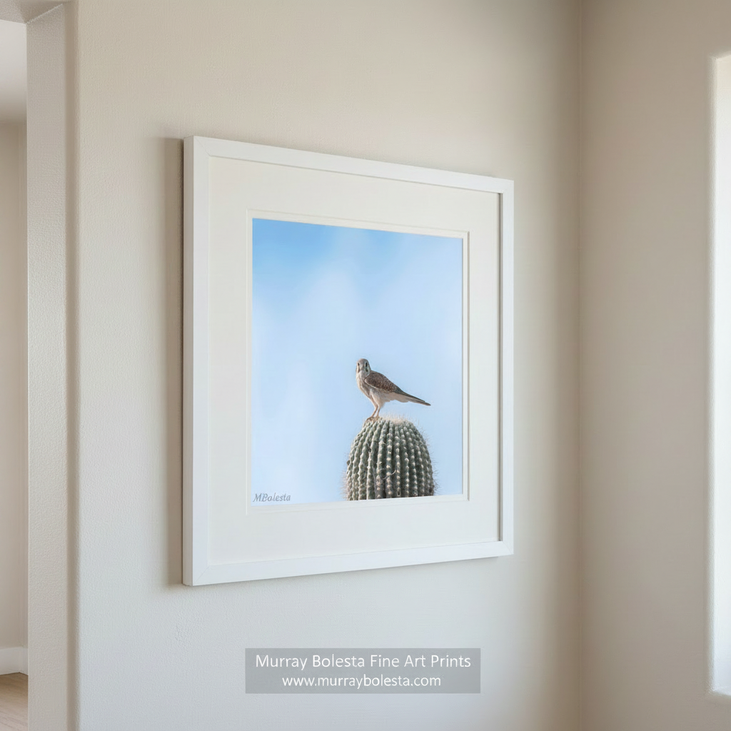 A bird perches on a cactus against a clear blue sky. Arizona Merlin Falcon on Desert Cactus - Bird Wall Decor Print by Murray Bolesta