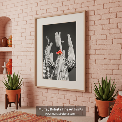 A striking black and white photograph of a cactus with a single red flower blooming amidst the spines, creating a striking contrast against the monochrome background. Desert Cactus & Ocotillo Wildflower |Tucson Arizona Landscape Art by Murray Bolesta