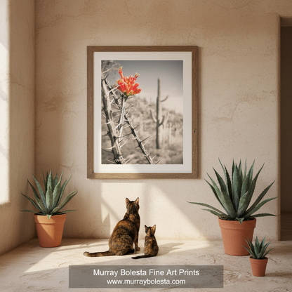 A vibrant red flower blooms amidst the spines of a cactus plant, creating a striking contrast against the monochrome background. Ocotillo Art Print with Arizona Desert Cactus Landscape. Ironwood Forest by Murray Bolesta
