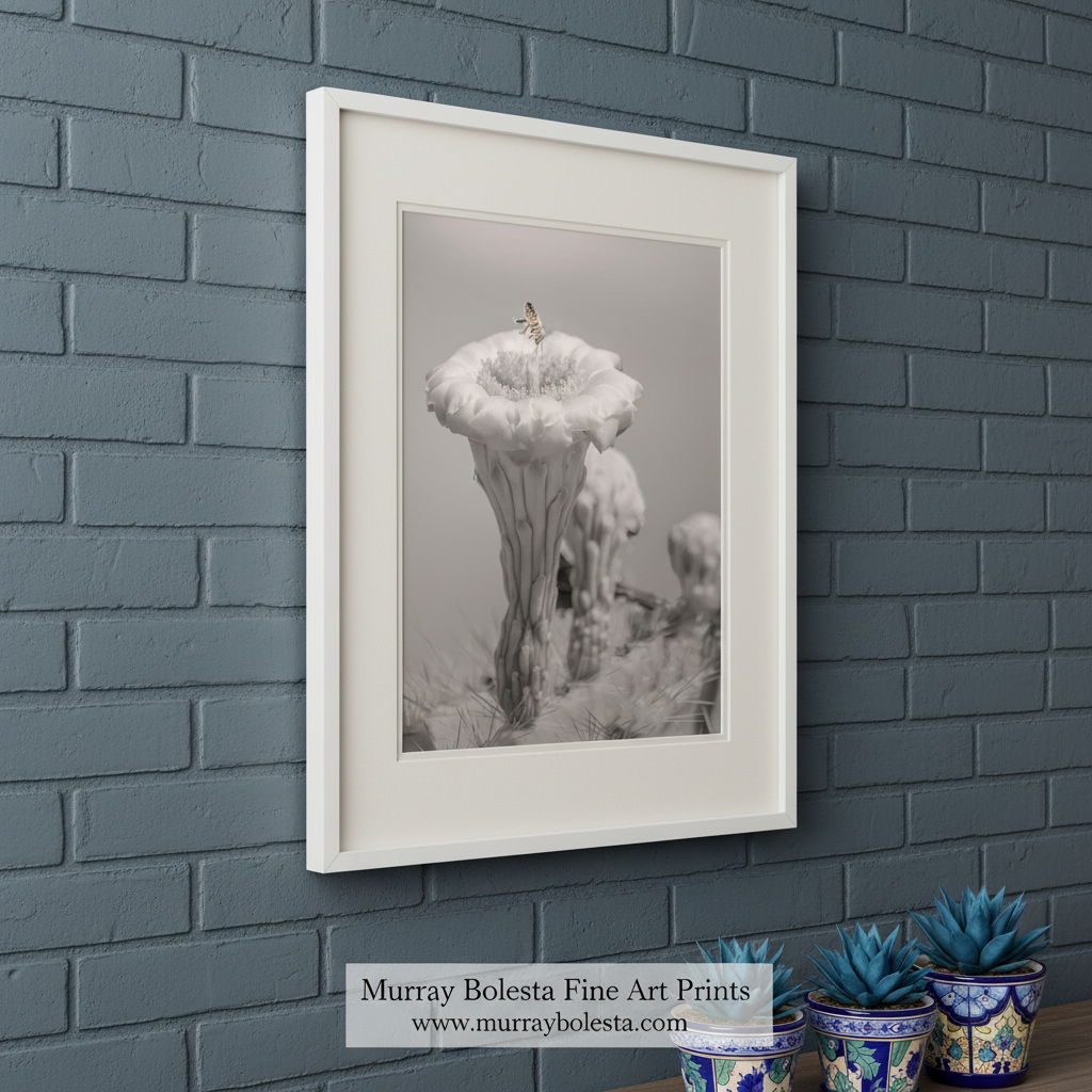 A black and white photograph of a flower with a butterfly resting on it, set against a blurred background. Bumble Bee on Cactus Flower | Tucson Arizona Desert Nature Photo by Murray Bolesta