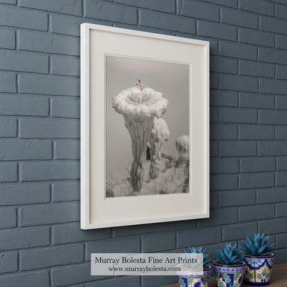 A black and white photograph of a flower with a butterfly resting on it, set against a blurred background. Bumble Bee on Cactus Flower | Tucson Arizona Desert Nature Photo by Murray Bolesta